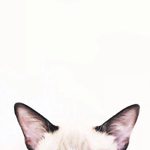 🐱 #bychefCHLOE #pinterest #sourceunknown